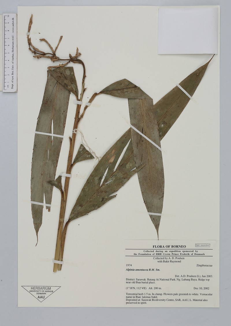 Alpinia amentacea