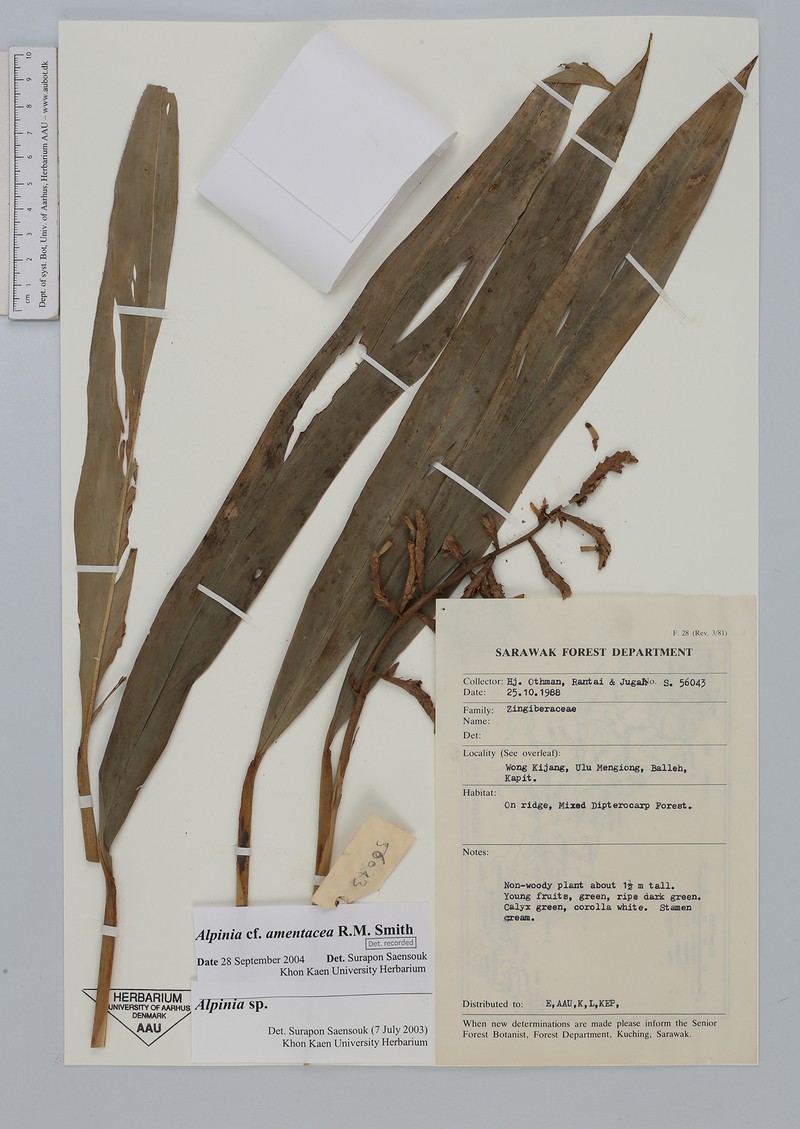 Alpinia amentacea photo 2