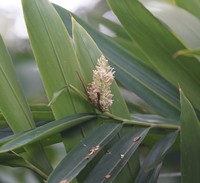 Alpinia aquatica