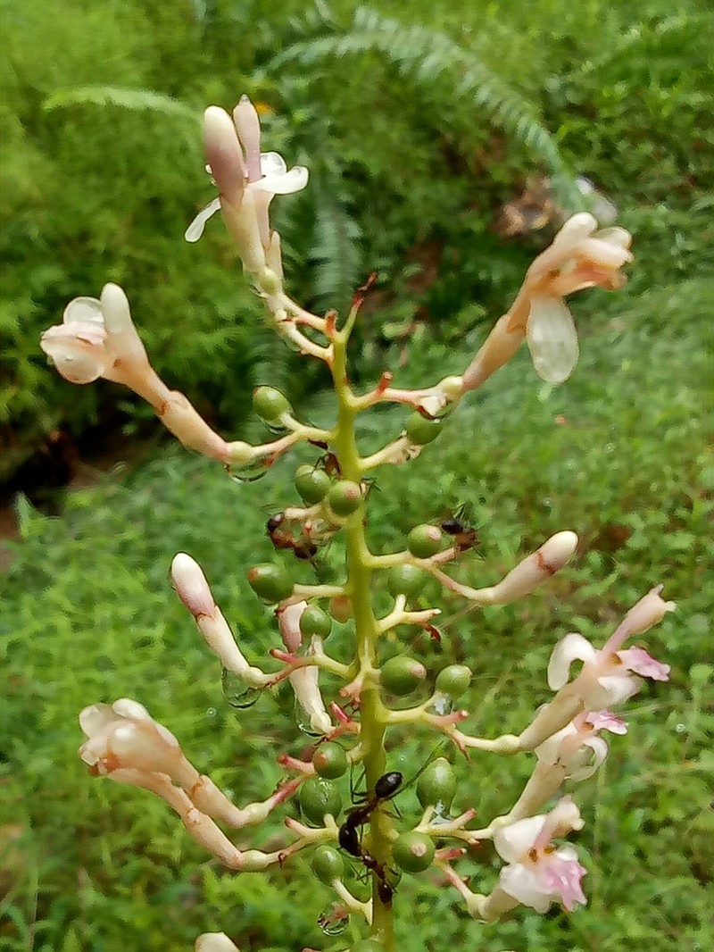 Alpinia aquatica photo 2