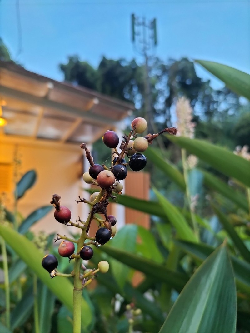 Alpinia aquatica photo 3