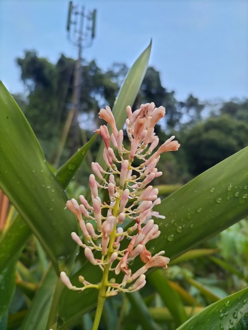 Alpinia aquatica photo 5