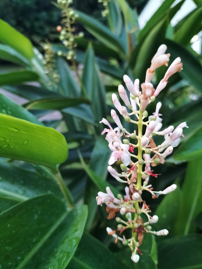 Alpinia aquatica photo 6