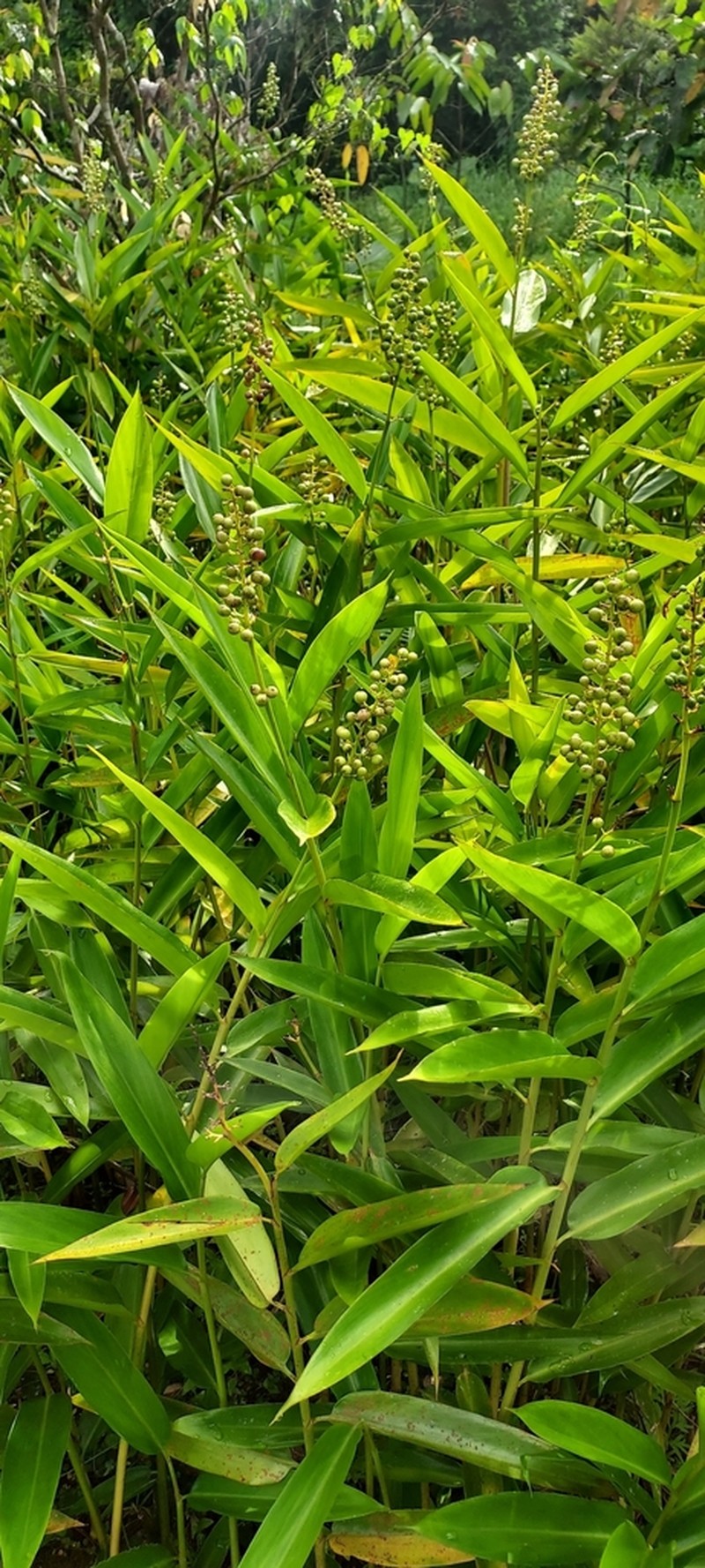 Alpinia aquatica photo 7