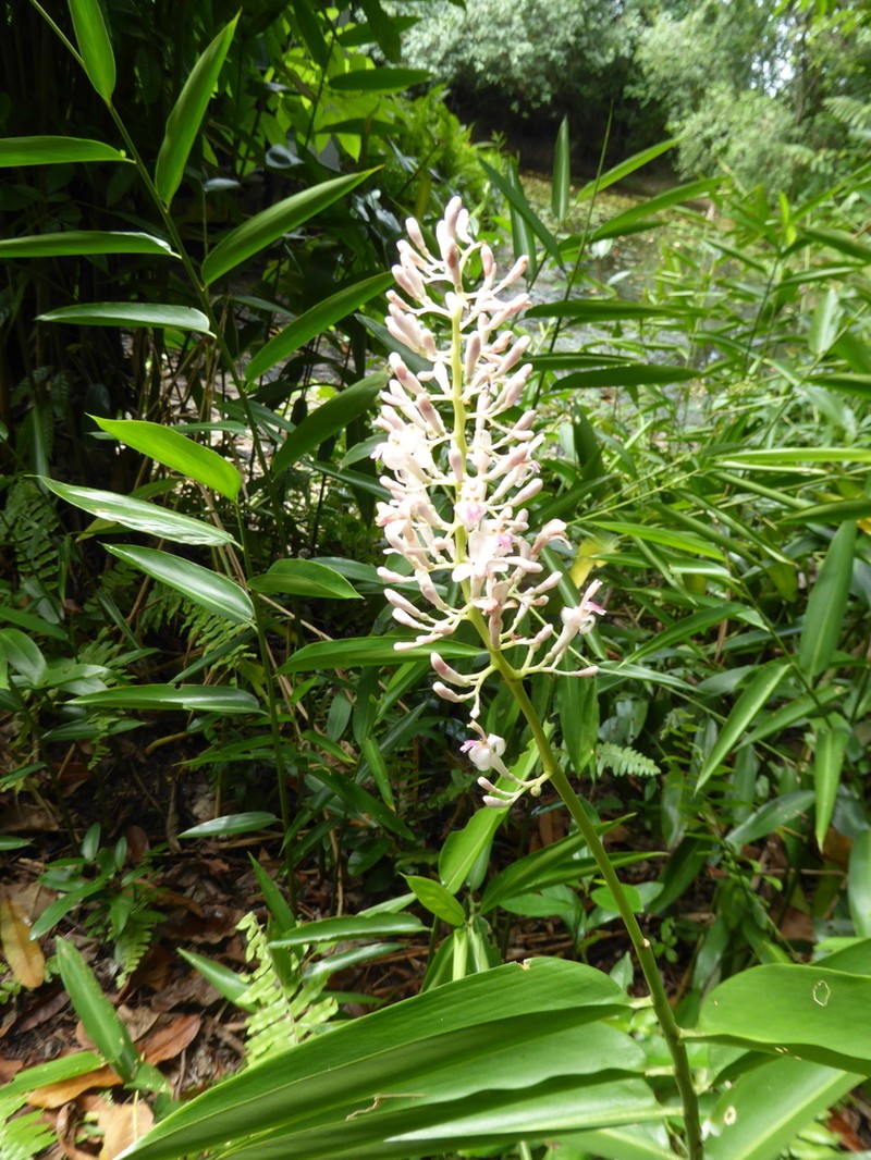Alpinia aquatica photo 8