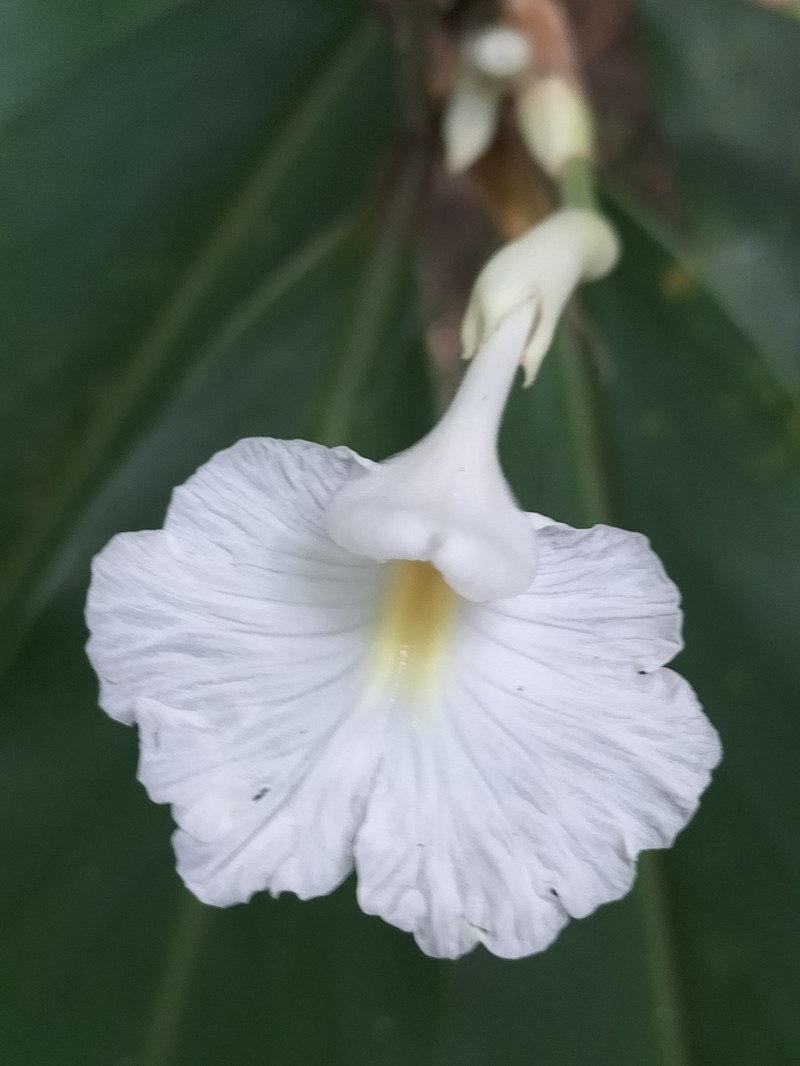 Alpinia arctiflora photo 2
