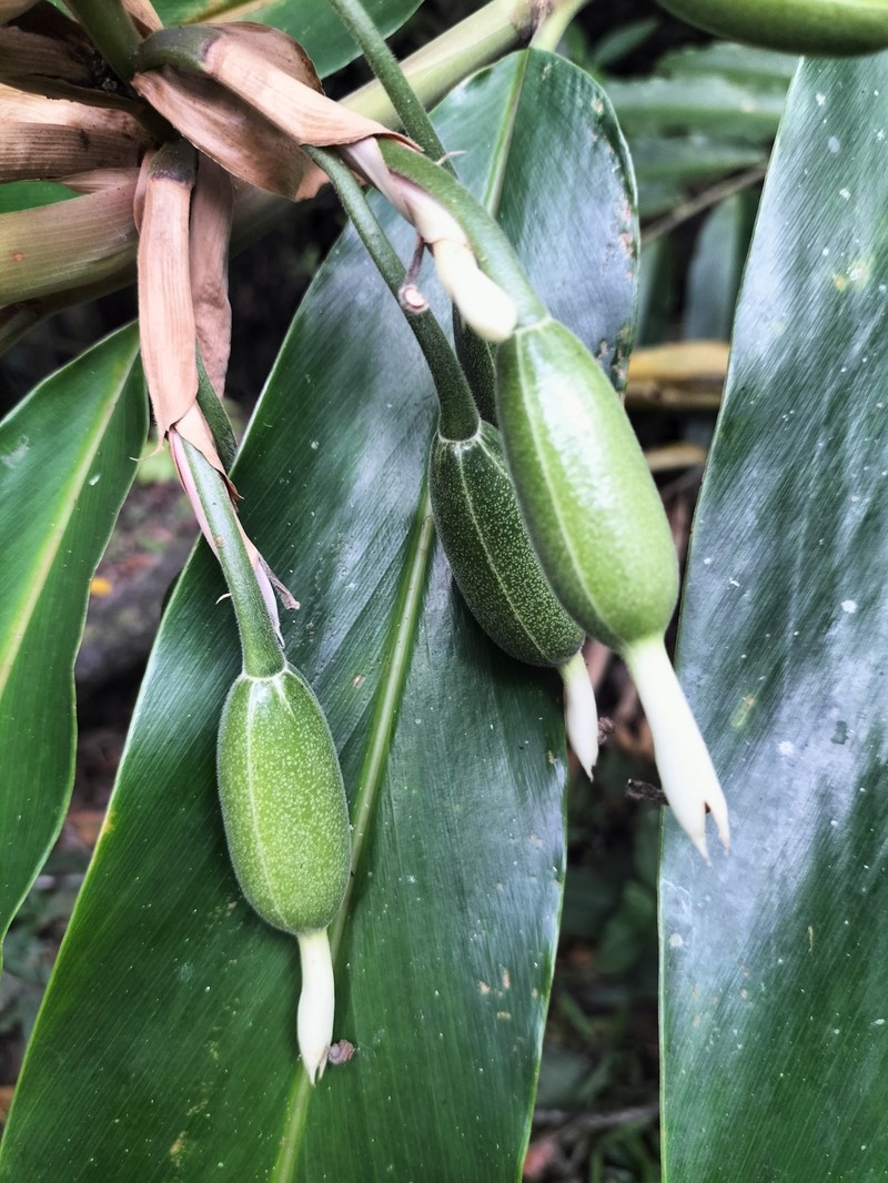 Alpinia arctiflora photo 3
