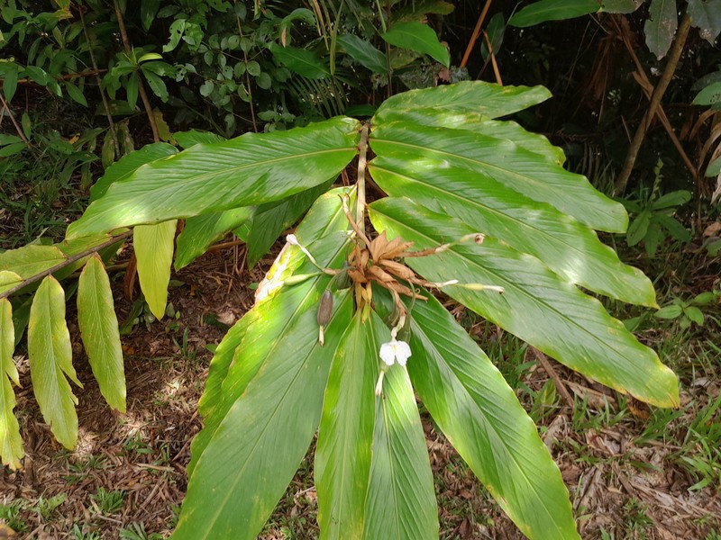 Alpinia arctiflora photo 4