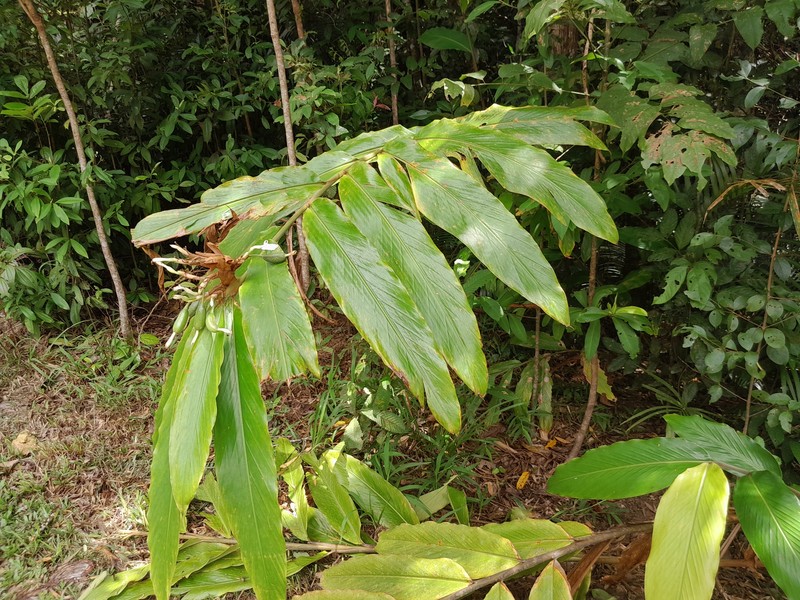 Alpinia arctiflora photo 5