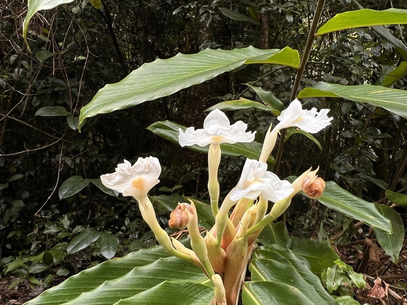 Alpinia arctiflora photo 6