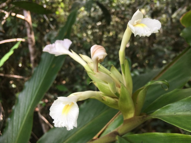 Alpinia arctiflora photo 8