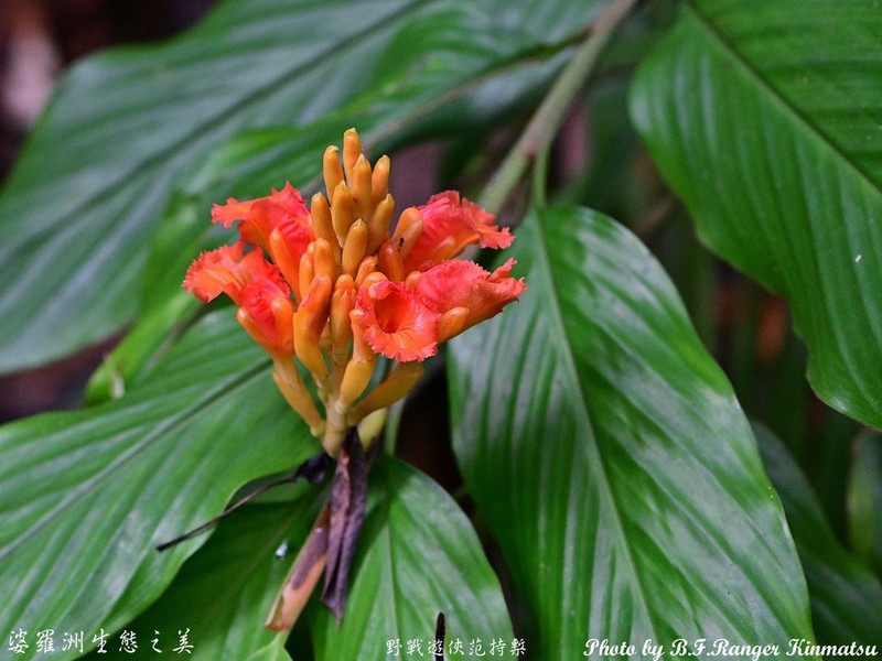 Alpinia argentea