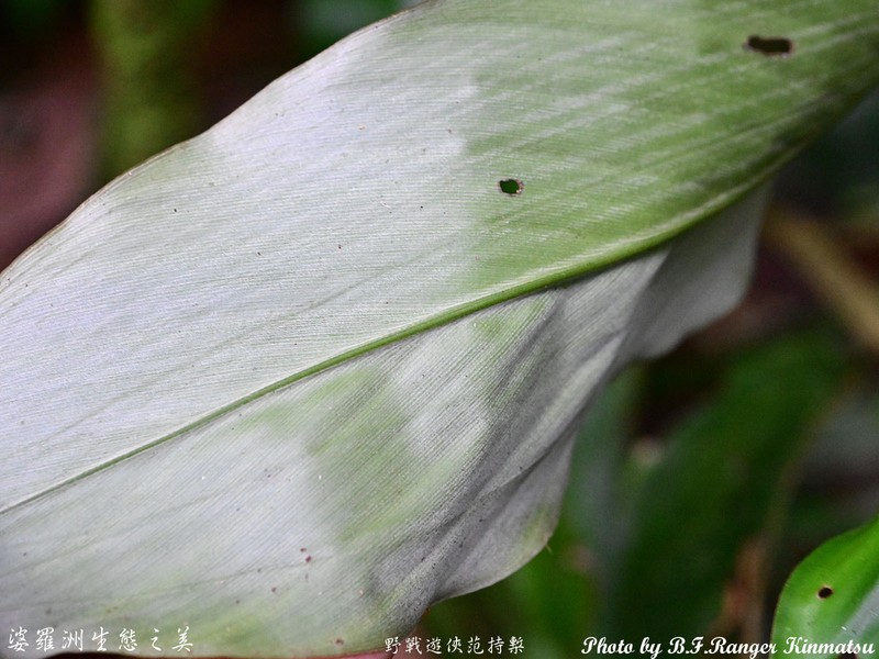 Alpinia argentea photo 2
