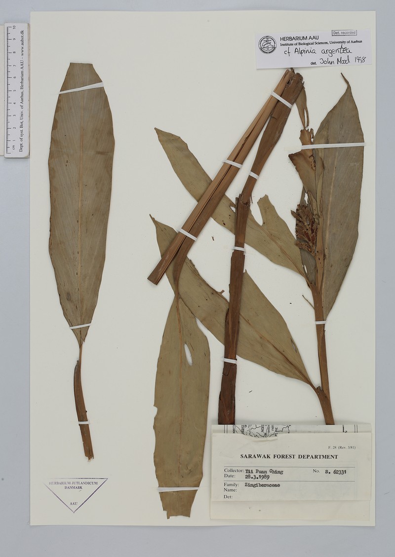 Alpinia argentea photo 4
