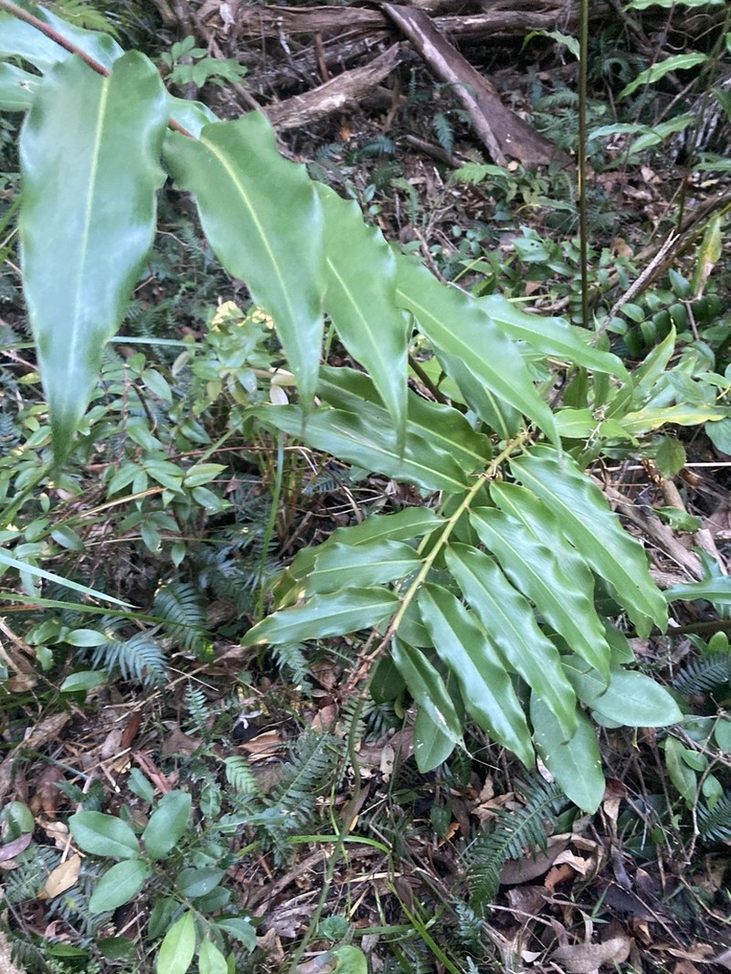 Alpinia arundelliana