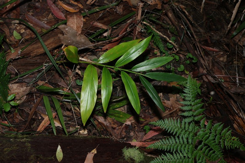 Alpinia arundelliana photo 2