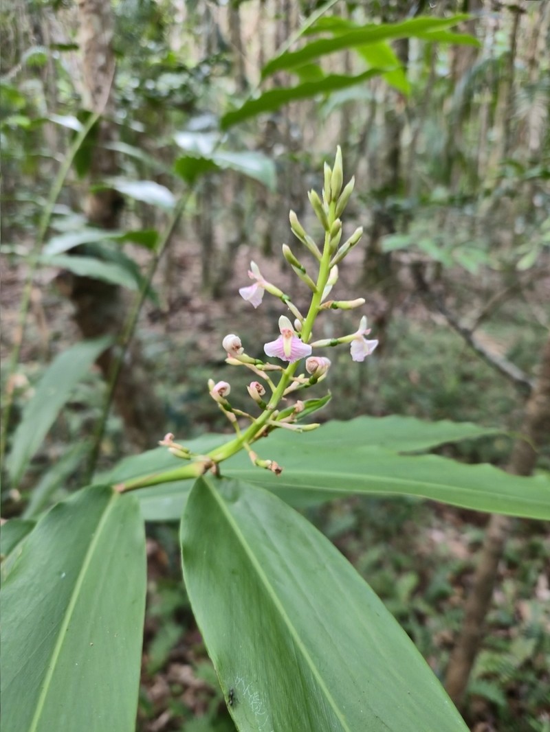 Alpinia arundelliana photo 3