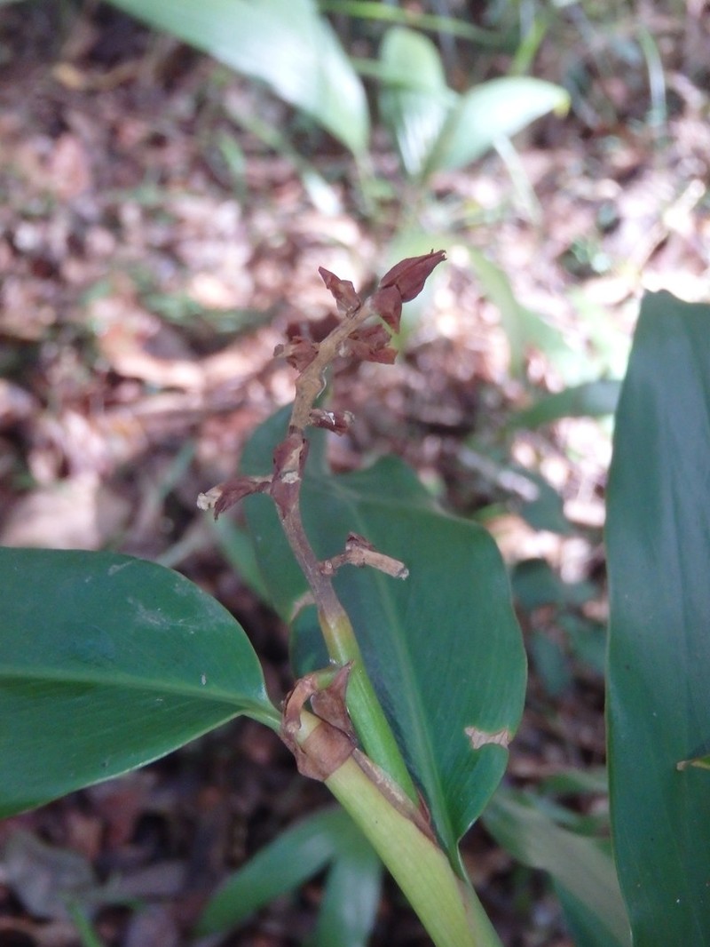 Alpinia arundelliana photo 4