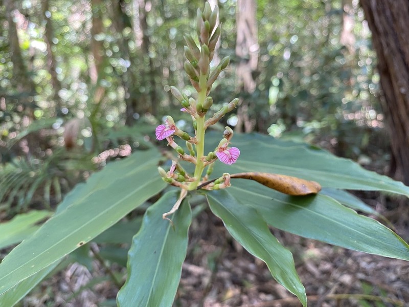 Alpinia arundelliana photo 5