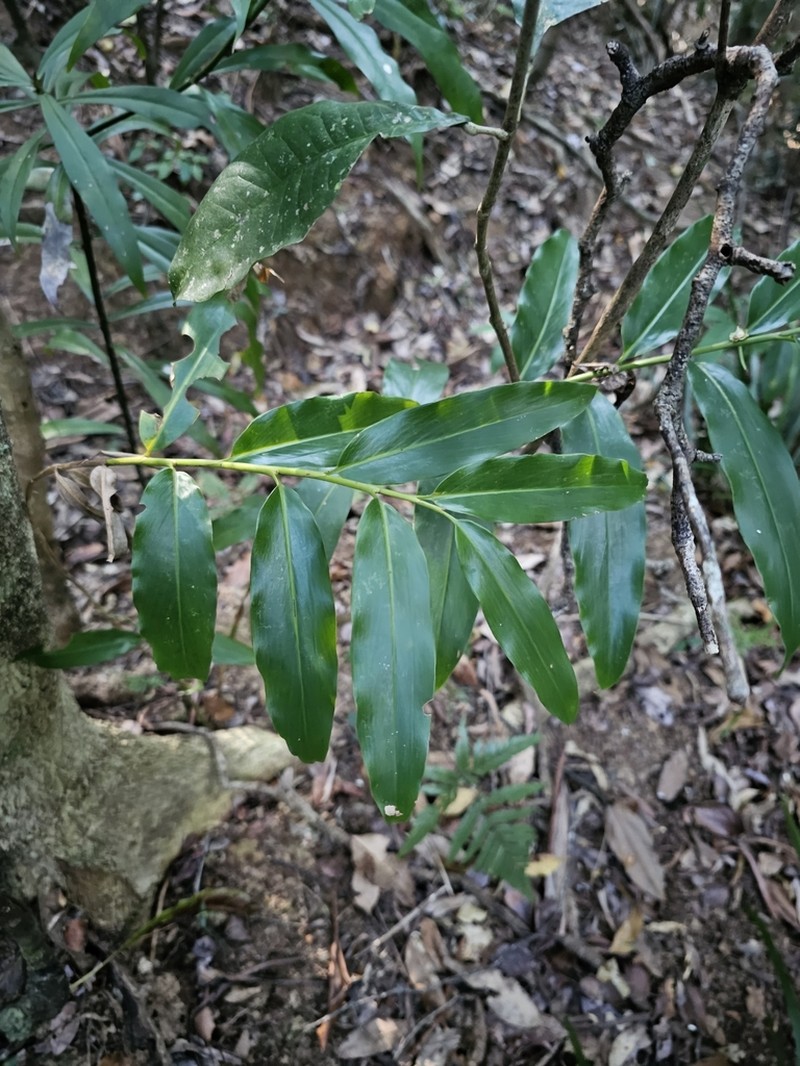 Alpinia arundelliana photo 6