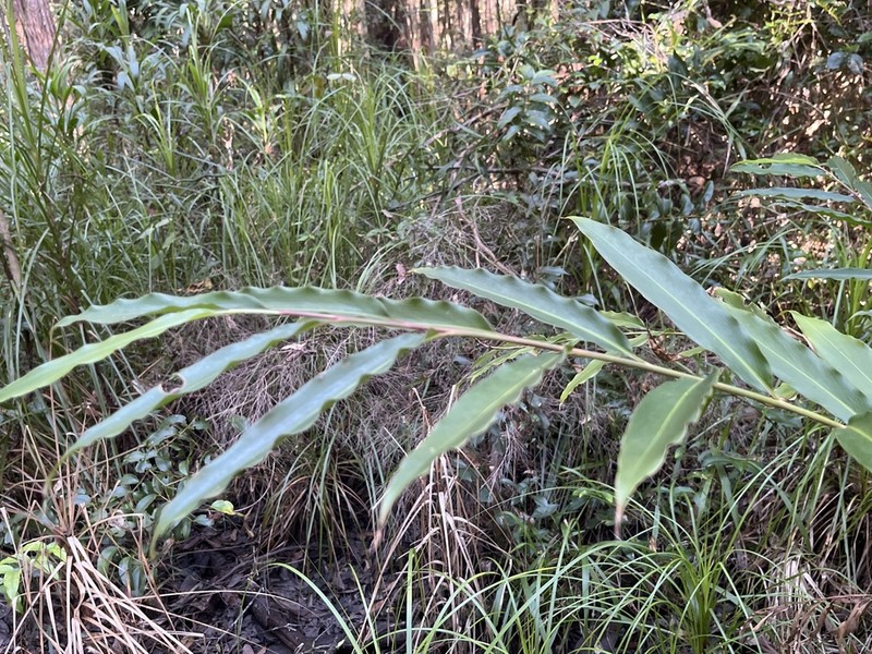 Alpinia arundelliana photo 7