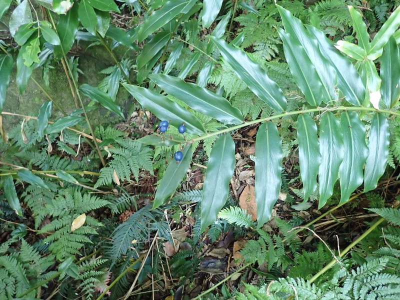 Alpinia arundelliana photo 8