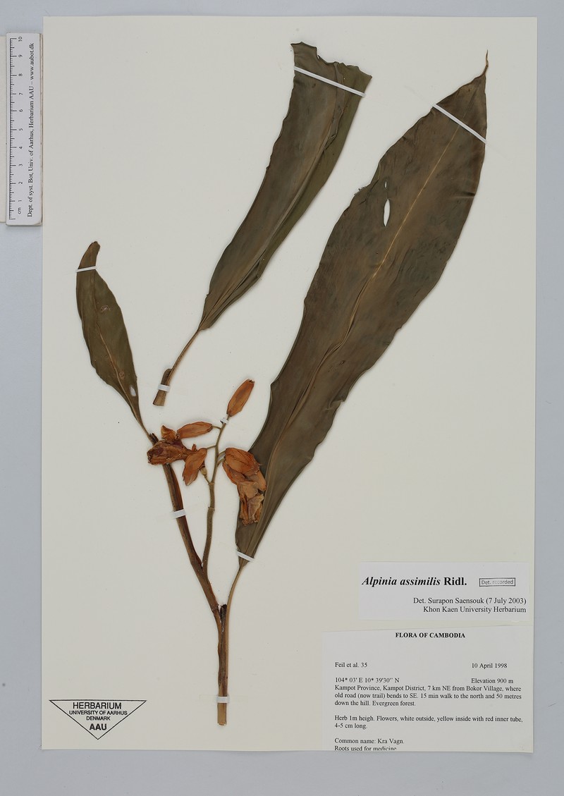 Alpinia assimilis