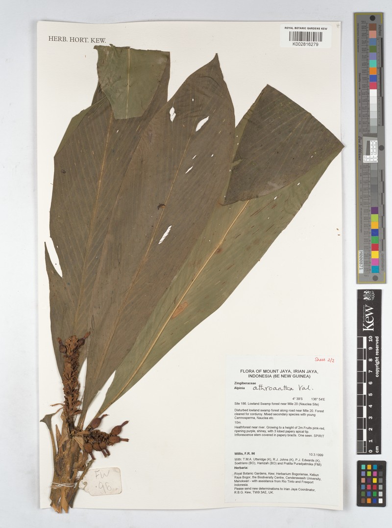 Alpinia athroantha