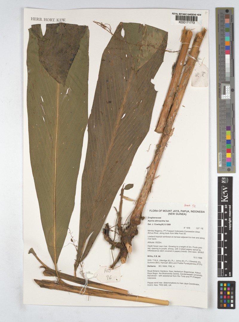 Alpinia athroantha photo 2