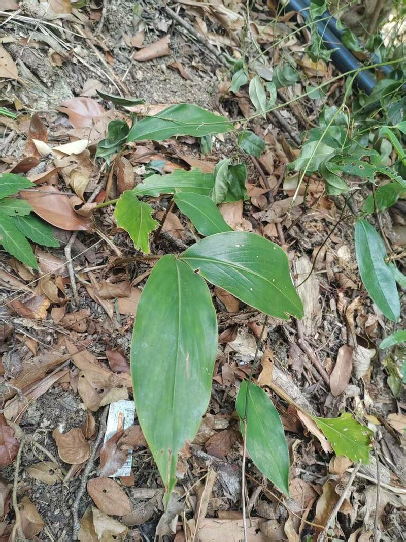 Alpinia austrosinense