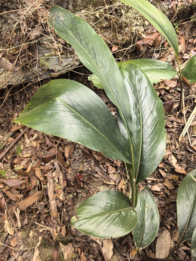 Alpinia austrosinense photo 4
