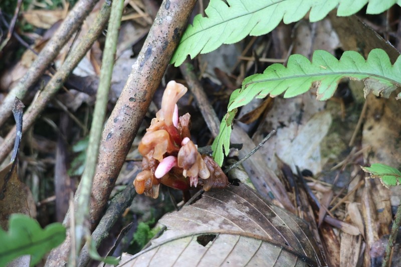 Alpinia austrosinense