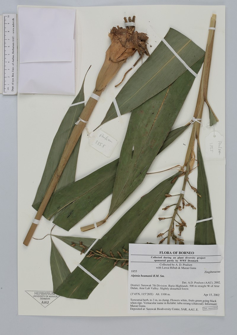 Alpinia beamanii
