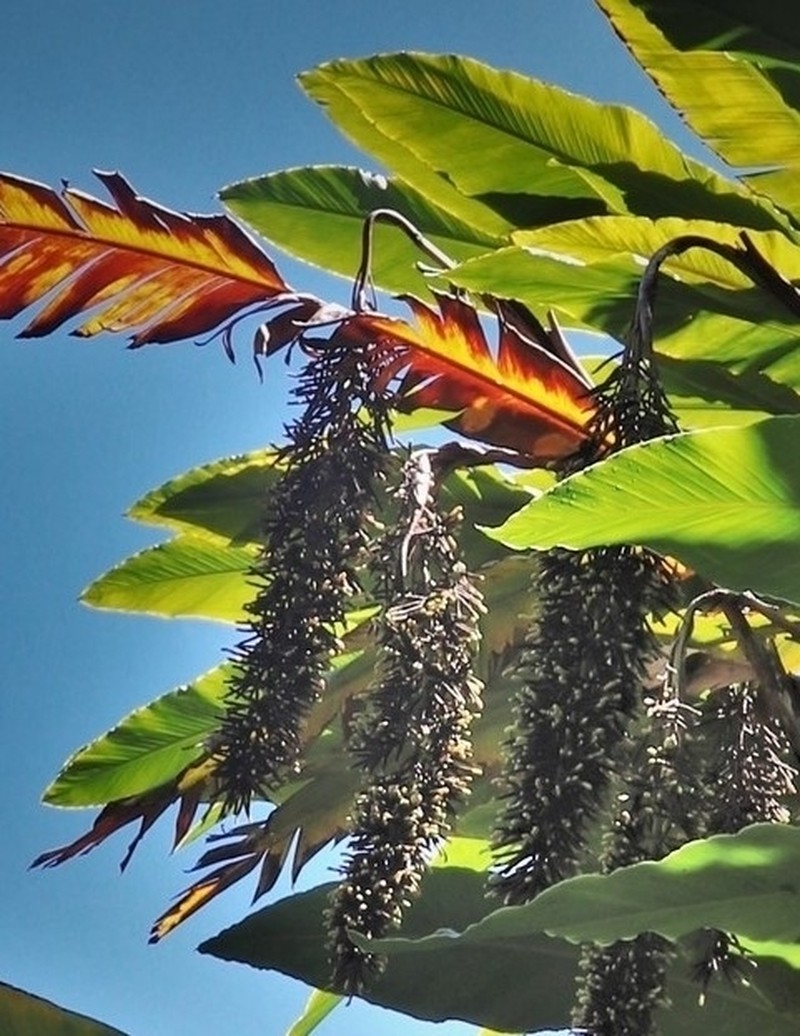 Alpinia boia photo 2