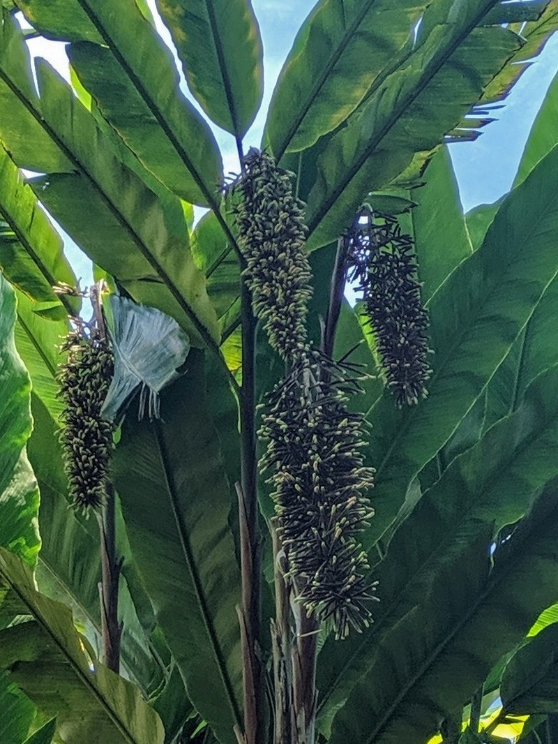 Alpinia boia photo 3