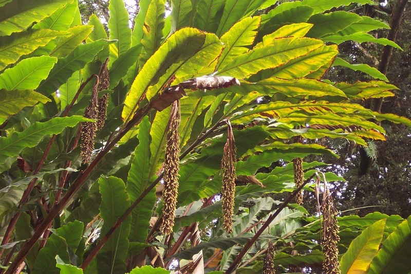 Alpinia boia photo 4