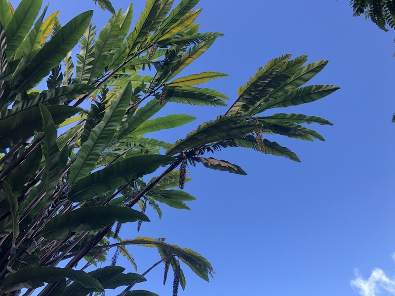 Alpinia boia photo 5