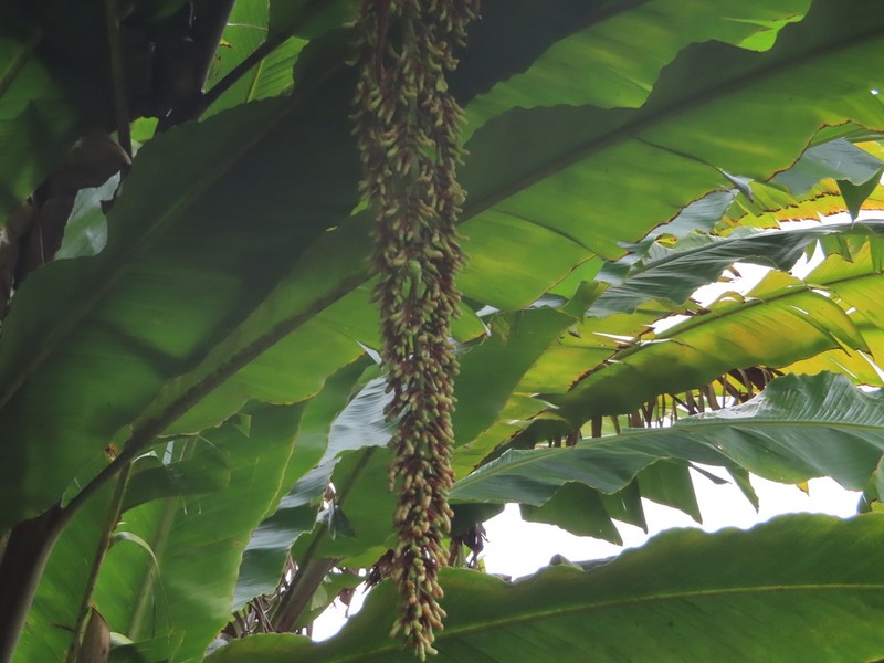 Alpinia boia photo 6