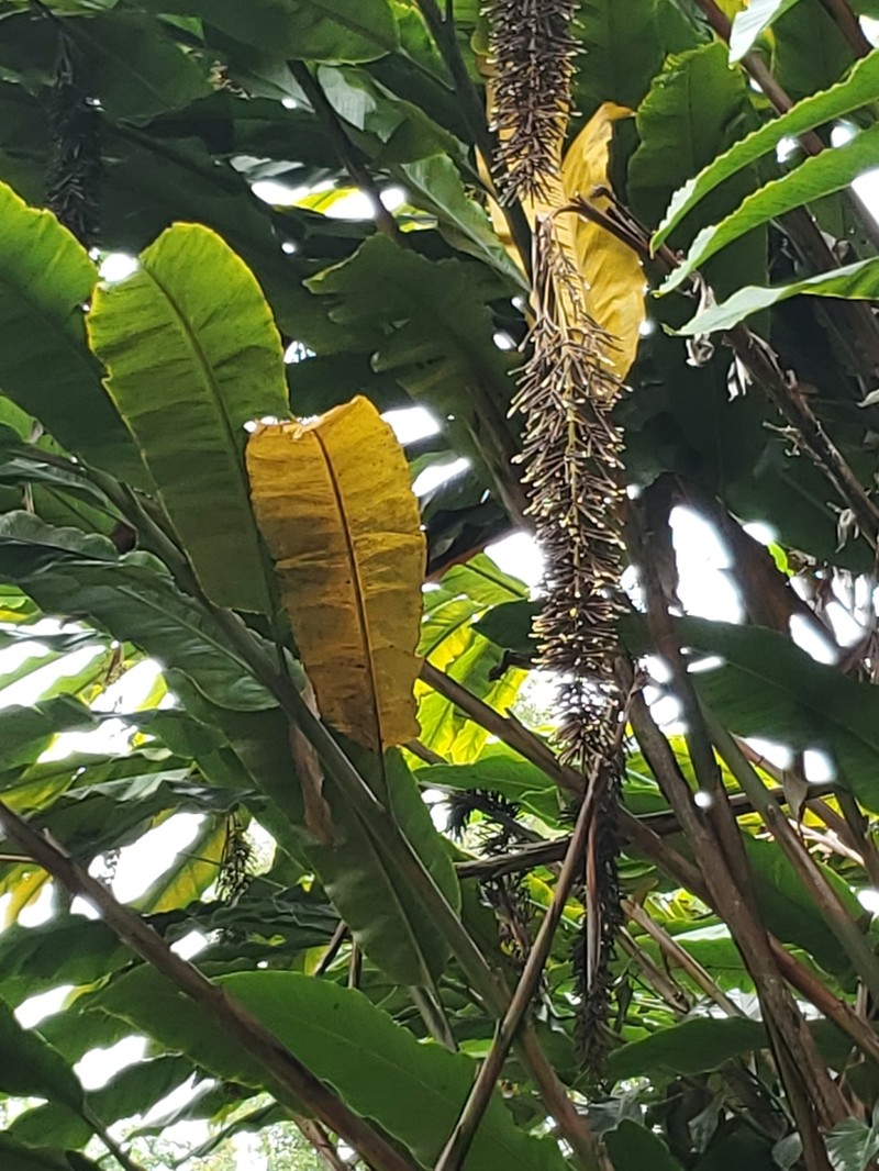Alpinia boia photo 7