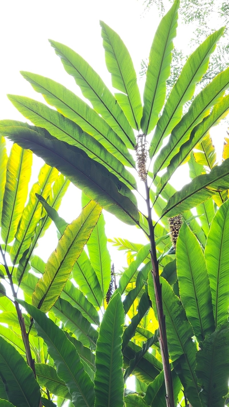 Alpinia boia photo 8