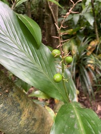 Alpinia boninsimensis