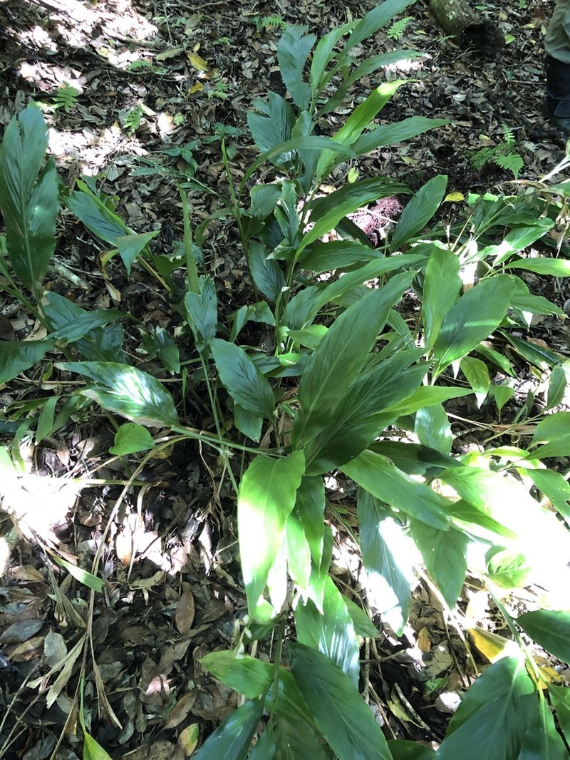 Alpinia boninsimensis photo 2