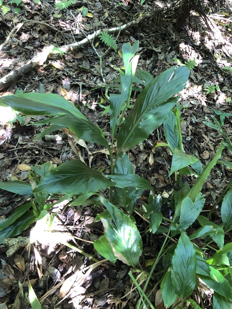 Alpinia boninsimensis photo 4