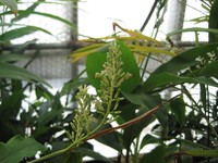 Alpinia brevilabris