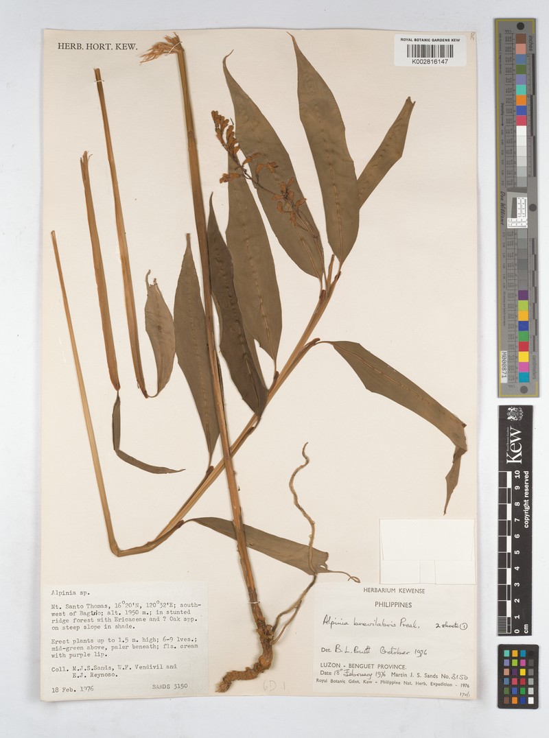 Alpinia brevilabris photo 2