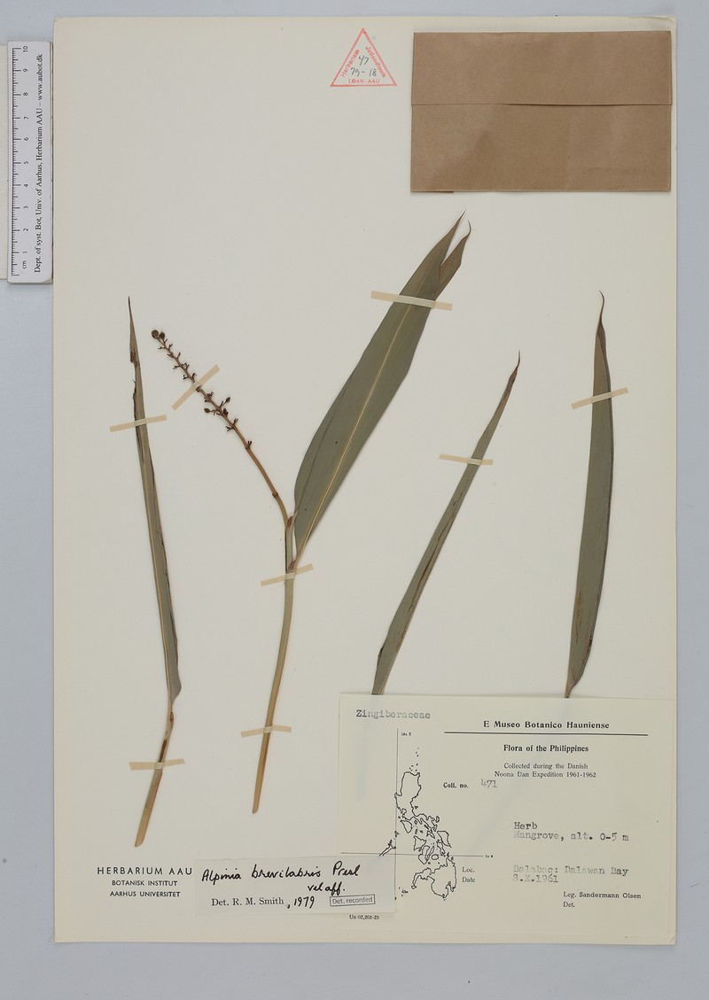 Alpinia brevilabris photo 3