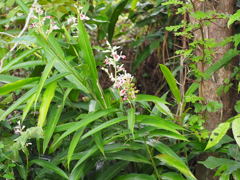 Alpinia breviligulata