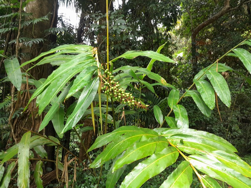 Alpinia caerulea