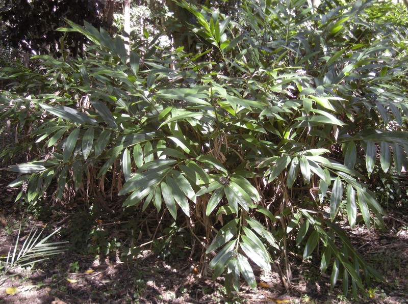 Alpinia caerulea photo 2