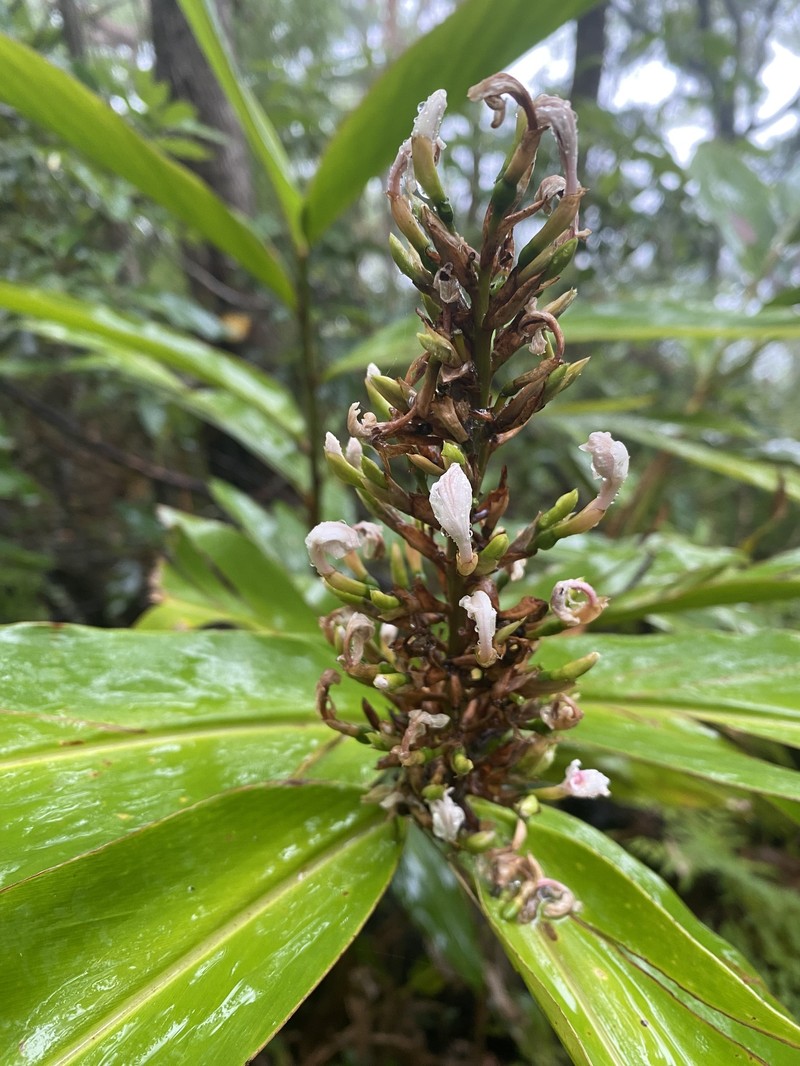 Alpinia caerulea photo 3